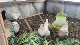 2024/12/28 本日のアローカナたち 〜Today's Chickens〜