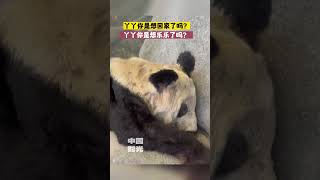 近日丫丫大熊猫状态，丫丫想家了，想乐乐了吧！