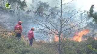 Maior incêndio do ano em Guimarães queimou mato em Abação