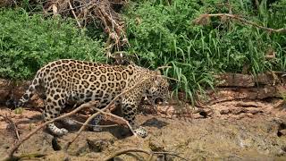 Jaguar cub foraging with mom