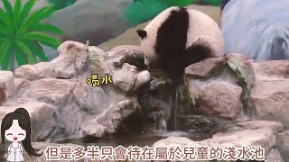 【精彩1分鐘回顧】圓寶喝奶前還要玩超久,最後終於甘願乖乖喝奶,圓寶吃飽喝水,順道洗臉洗手超可愛|熊貓貓熊The Giant Panda Yuan Yuan and Yuan Bao|台北市立動物園