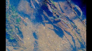 オイカワ　Pale chub　Opsariichthys platypus,Zacco platypus　long version