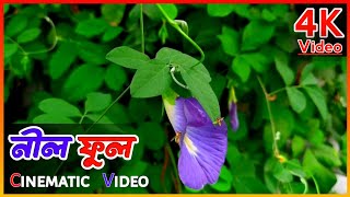 প্রকৃতির চেয়ে সুন্দর আর কিছু নেই।। Natural beauty 4k video. Clitoria Ternatea flowers.