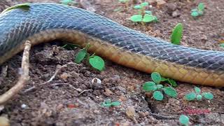 Olive keelback water snake