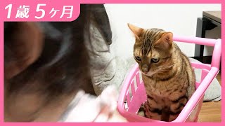 #1歳5ヶ月　猫カート娘【しずくりっぷ】