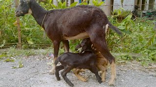 BABY GOAT EATING MILK FROM MAMA GOAT || CUTE VIDEO BABY GOAT || WILD GOAT