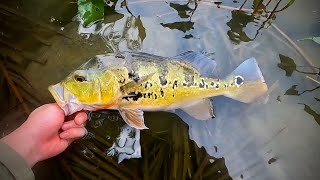 世界中の魚が釣れる池で憧れのピーコックバスを釣る【台湾編５】