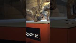 Gordon Deinonychus at Natural History Museum London