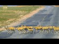 the magnificent migration of tibetan antelopes