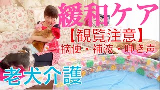 大場久美子【老犬介護No.55】わん太の今。介助が日に日に増えますが、わん太頑張ってます。