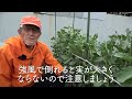 家庭菜園や農園で収穫間際のそら豆栽培！5月お世話や失敗原因を徹底解説！ causes of failure to grow broad beans just before harvest.