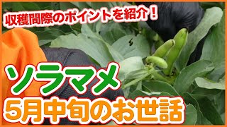 家庭菜園や農園で収穫間際のそら豆栽培！5月お世話や失敗原因を徹底解説！/ Causes of failure to grow broad beans just before harvest.