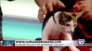 Humane Society of Broward County looking to find permanent homes for furry friend Picolina