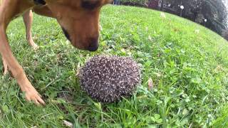 Il cane e il riccio