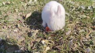 Xiao Huang and Xiaobai play together, cute rabbit