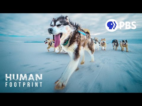 What is Buck’s view of the Sunland California once he becomes a sled dog?