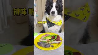 亲身体验，边牧为什么不能当警犬😂 #边境牧羊犬 #解压 #asmr