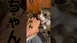 自分と彼女と球太と母ちゃん #cat #家族 #球太 #保護猫 #猫 #猫のいる暮らし #tiktok #恋人 #イカ耳 #癖強い