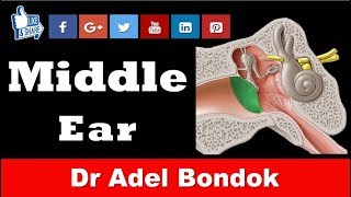 Anatomy of the Middle Ear,  Dr Adel Bondok