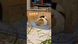 【モルモット】もかの独り言。#shorts #モルモット #guineapig