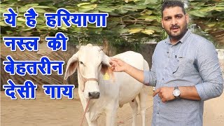 ये है हरियाणा नस्ल की बेहतरीन देसी गाय || Haryana Best Indigenous cow breed ||