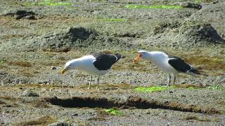 Kelp Gulls vocalizing (Larus dominicanus)