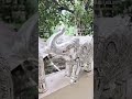 silver elephant for pooja silver elephant idol elephant woodworking silverfurniture