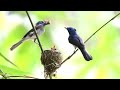 黑枕藍鶲育雛hypothymis azurea feeding baby birds