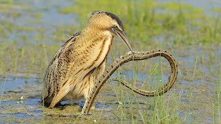 Eurasian bittern / Botaurus stellaris / Balaban