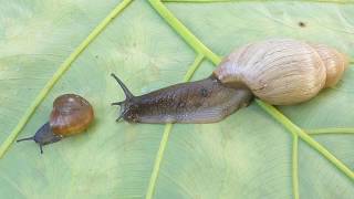 Euglandina rosea Rosy Wolfsnail vs. Mesomphix globosus Globose Button Snail