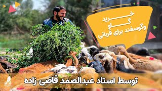 خرید گاو وگوسفند برای قربانی توسط استاد عبدالصمد قاضی زاده