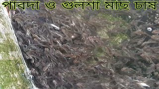 পুকুরে পাবদা ও গুলশা মাছ চাষ | নতুন মাছ চাষ দেশি পাবদা গুলশা মাছের পোনা 01854805743