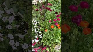 Grow a Garden: Cottage Style! 🌼 Easy & Dreamy for Beginners