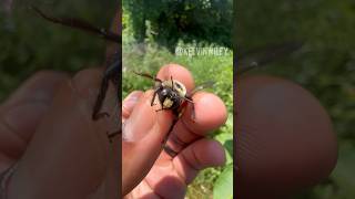 Angry Carpenter Bee!! 🐝