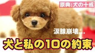 〈感動〉【犬と私の10の約束🥲】#犬の十戒