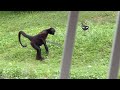 spider monkey walking upright