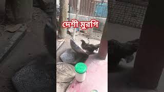 মুরগী যখন বিপদে 🥴😂🤣🤣 #comedy #funny