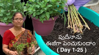 Grow Mint Easily || పుదీనాను ఈజీగా పెంచుకుందాం