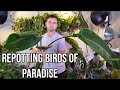 repotting a large birds of paradise