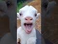 Kuzu Sesi #kuzu #funny #babygoatlove #funnyanimals #goat #goatsworld #funnycreatures #animals