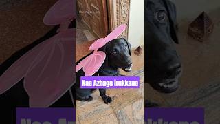 நா அழகா இருக்கேனா🙌#shorts #youtubeshorts #cute #butterfly # #tamilshorts #doglover #pets #puppies