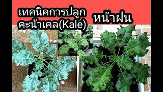 เทคนิคการปลูกคะน้าเคล(Kale)หน้าฝน by Jitt23