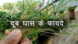 Health Benefits of Doob Grass | Acharya Balkrishna