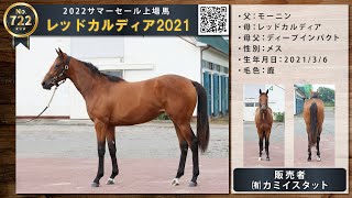 【サマーセール2022】No 722・レッドカルディア2021