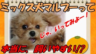 人気ミックス犬マルプー（マルチーズ×トイプードル） 性格は？成犬後は？本当に飼いやすい？