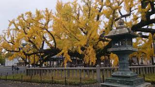 京都-西本願寺-超美銀杏