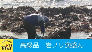 名物ごっこ汁にも合う　冷たい海で丁寧に手摘み　函館で岩ノリ漁が盛ん