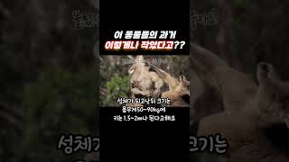 태어났을때 이렇게 작았다고? 믿어지지않는 동물 #동물쇼츠 #동물정보 #채널엔더많은정보가!