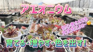 【多肉育て方】アエオニウムを育てる！増やす！色を出す！【アエオニウム】