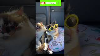 Funny cat | cute cats and dogs reaction animals doing funny things #funnycats #shorts #cats #341